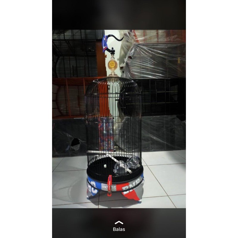 Kandang Lovebird BNR 36 Terbaru