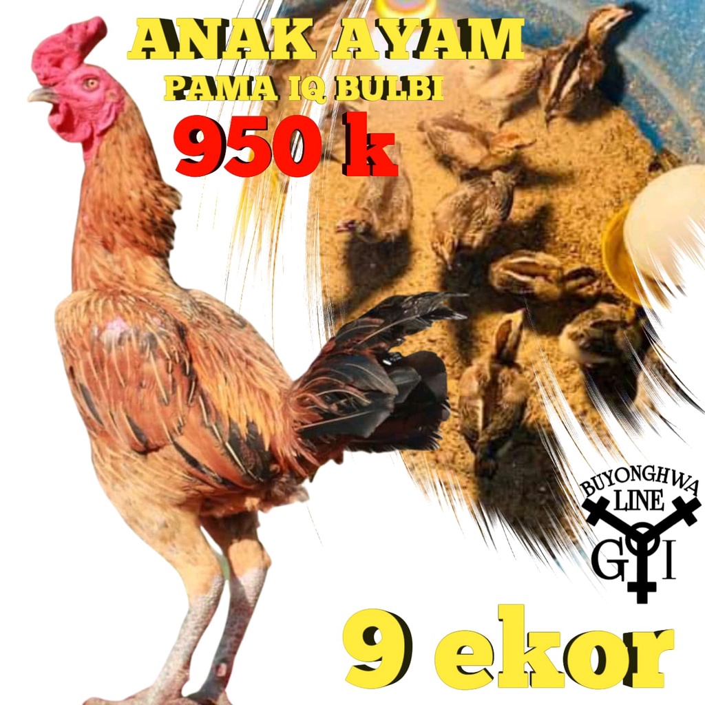 Anakan ayam Pama IQ Bulbi mukamerah paket 9 ekor