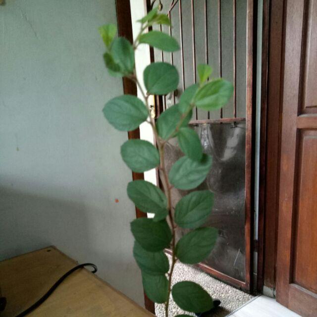 Pohon Bidara Arab Tinggi 20cm