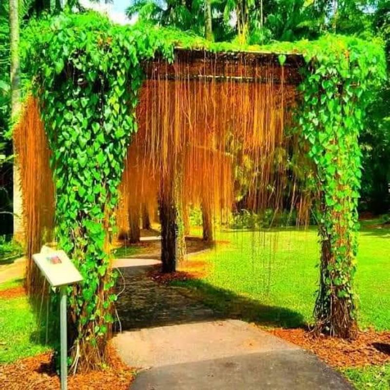 bibit tanaman rambat akar merah/curtain ivy