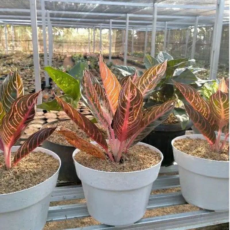 TANAMAN AGLONEMA PRIDE OF SUMATRA/ RED SUMATERA INDUKAN