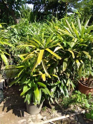 tanaman indoor palem regu - pohon palem palem regu - tanaman indoor (Besar)