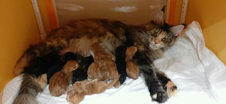 Kabel Ties Isi 100pcs Size 3.6x150mm Grosir