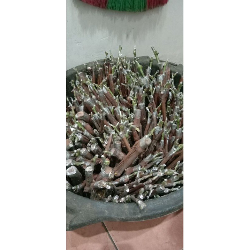 cutting grafting anggur import ninel