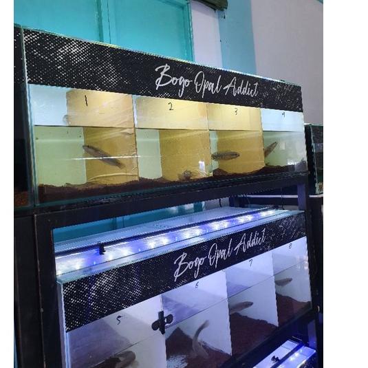 Model Baru.. Maru ys single tank 18-20cm / yellow sentarum single tank / cana ys mata merah