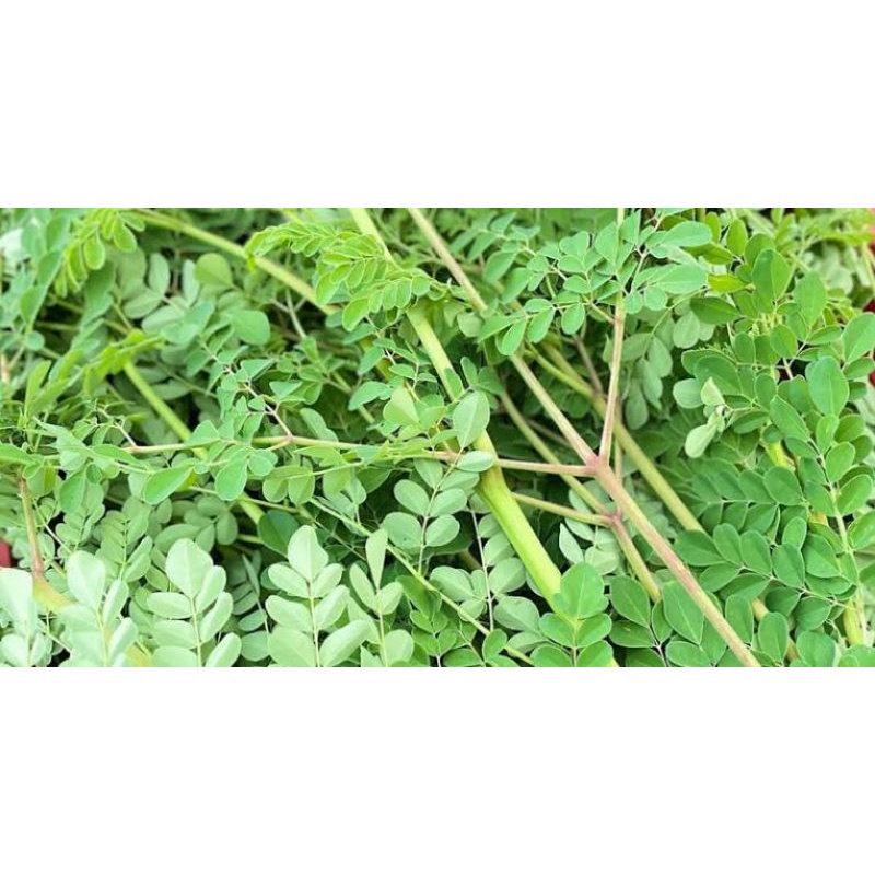 

daun kelor fres daun moringa daun kesehatan segar