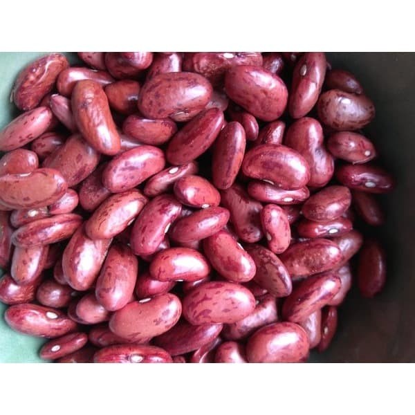 Bibit Kacang Merah Berkualitas | Benih Kacang Merah Wisata Agrotani