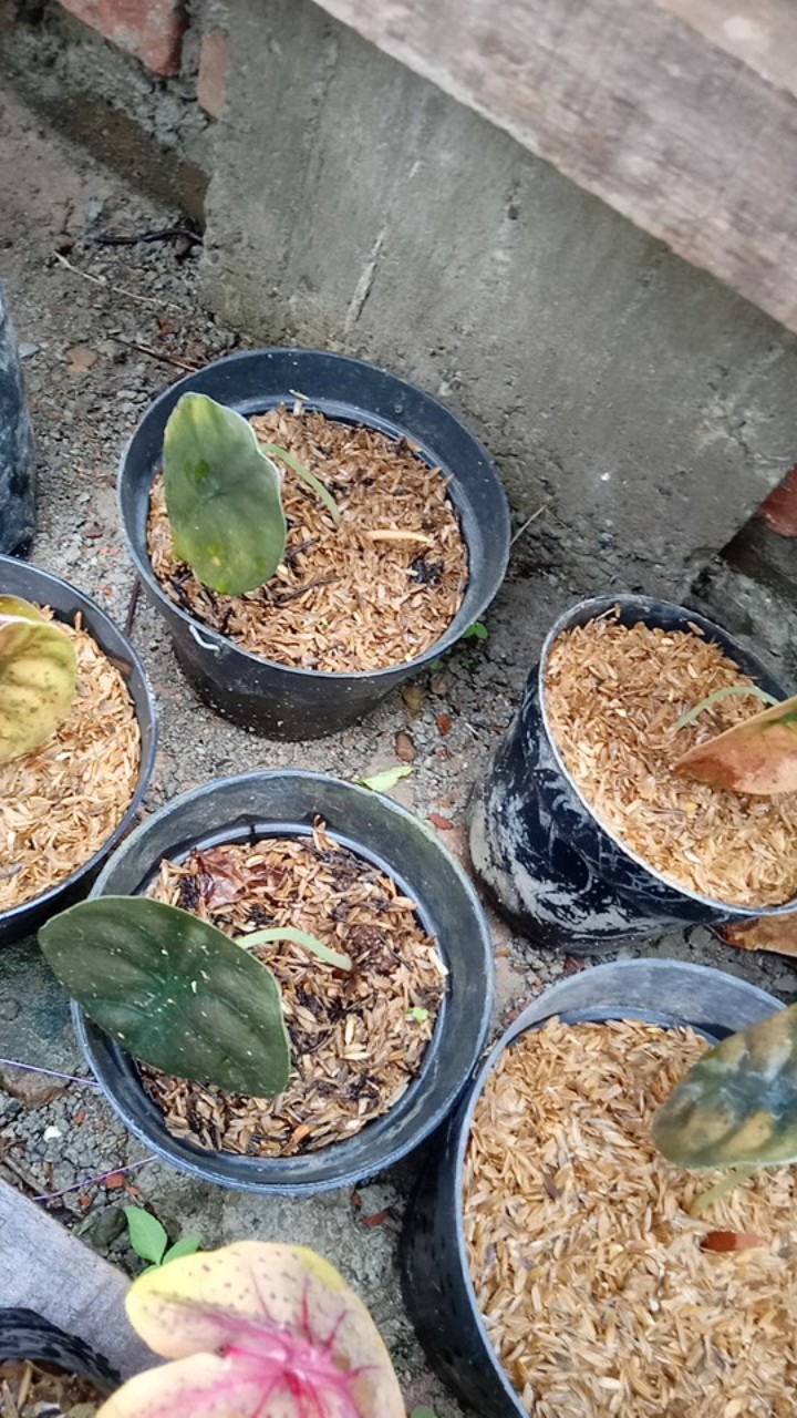 Tambahan Packing Paralon