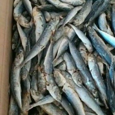 

1 KILO IKAN ASIN REBUS ASLI LAMPUNG