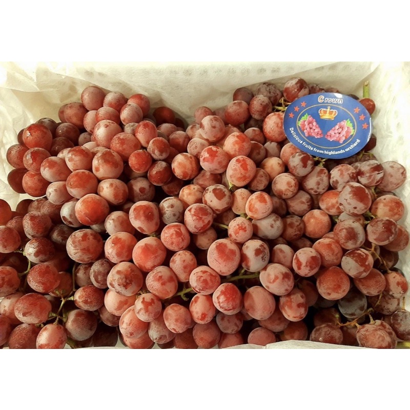 

Anggur merah Red Globe [ 250 gram ]
