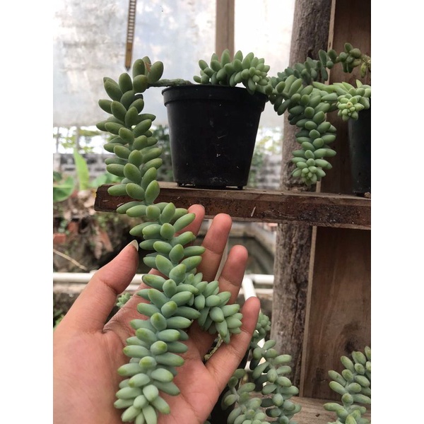 Kaktus Sukulen Tanaman Hias Hidup (Donkey Tail)