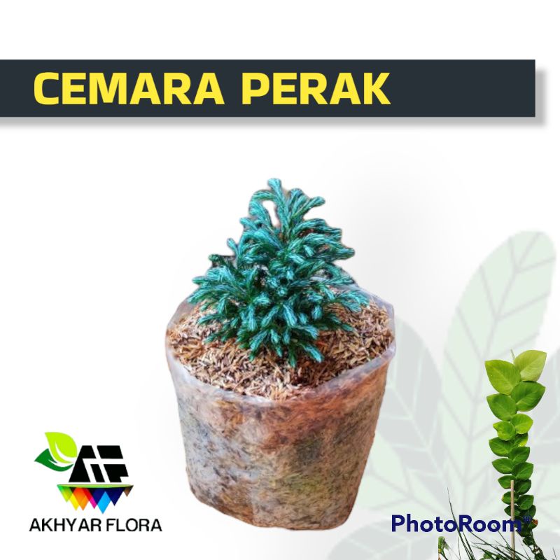 Jual Cemara Perak Tanaman Hias Cemara Silver Tanaman Hias Outdoor