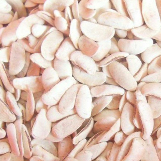 

100 BIJI MAHONI KUPAS MAONI TERMURAH