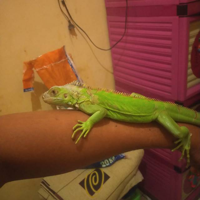 Iguana juve 60 cm