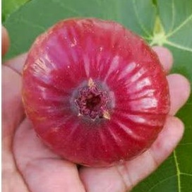Bibit buah tin SUPER RED HYBRID | fresh cangkok bibit buah tin