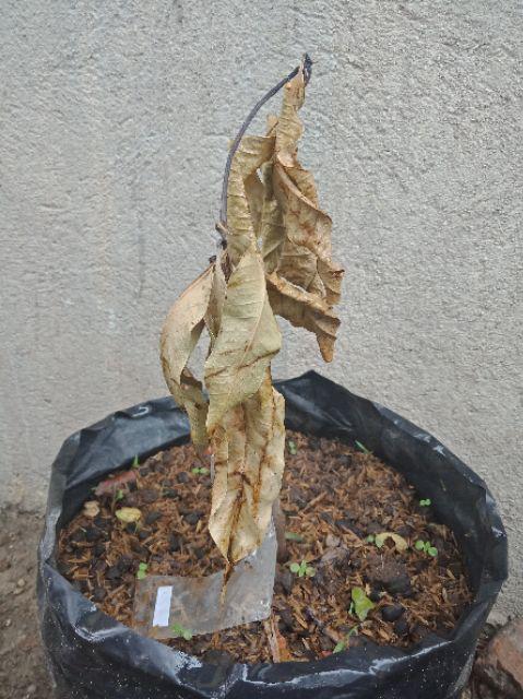 Bibit Jeruk Mandarin 400 Gram / Bibit