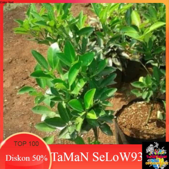 Pohon Jeruk Limo | Bibit Pohon Jeruk Limo