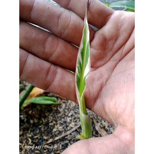 pisang musae variegata hias