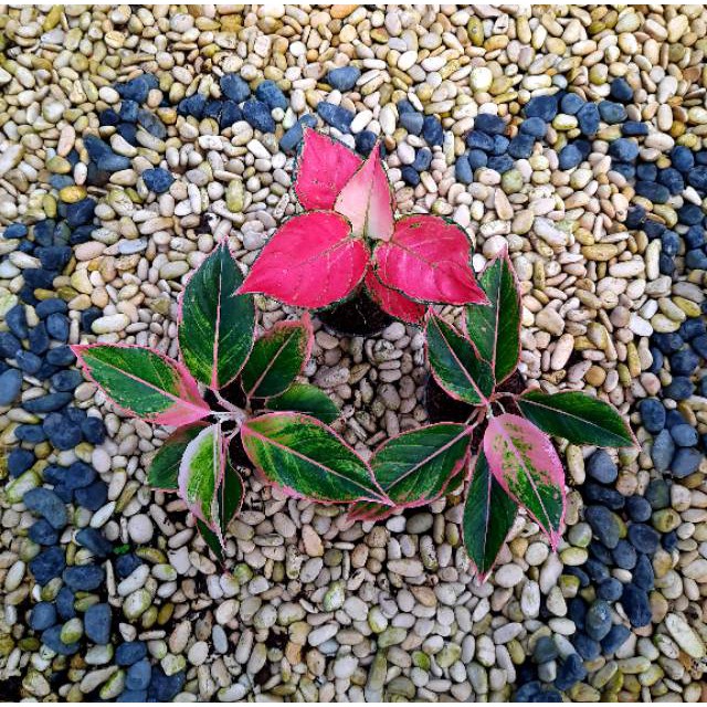 [✅COD] PAKET AGLONEMA - 3 POHON / BUNGA AGLONEMA / TANAMAN HIAS AGLONEMA