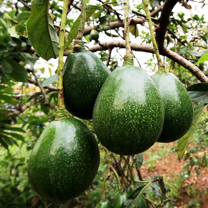 Pupuk Organik Booster Buah Alpukat Penyubur Agar Cepat Berbuah