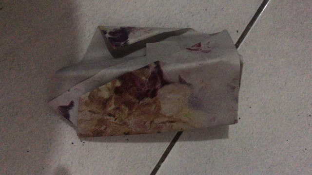 Kaktus Belimbing Parodia Owroot