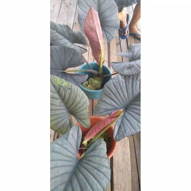 bonggol Alocasia reginae