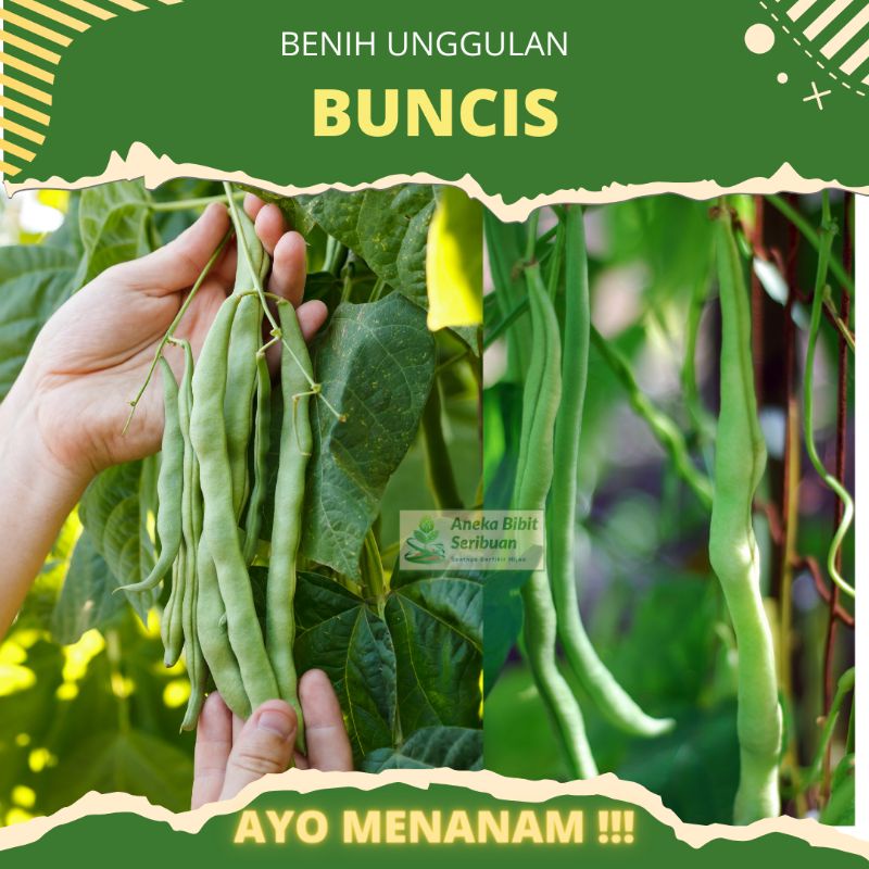 25 biji - Benih Buncis biji putih