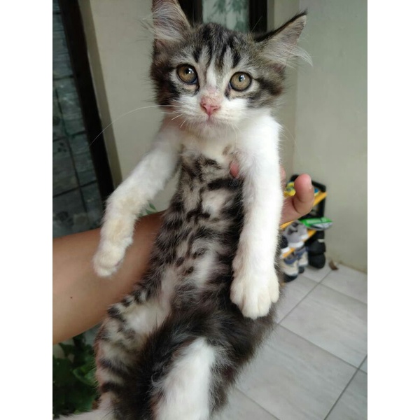 kucing persia kitten persia hitam putih tabby short hair jantan Ciputat