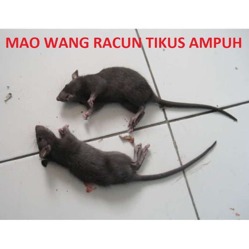 Racun Tikus Mao Wang Pest Control Obat Ampuh Mati Kering