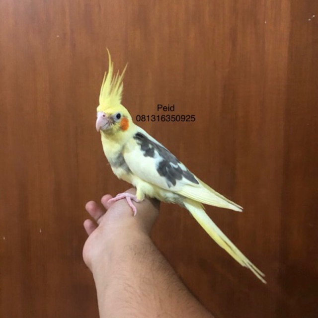Falk Cockatiel Parkit Australia Jinak Total Body Besar Shopee
