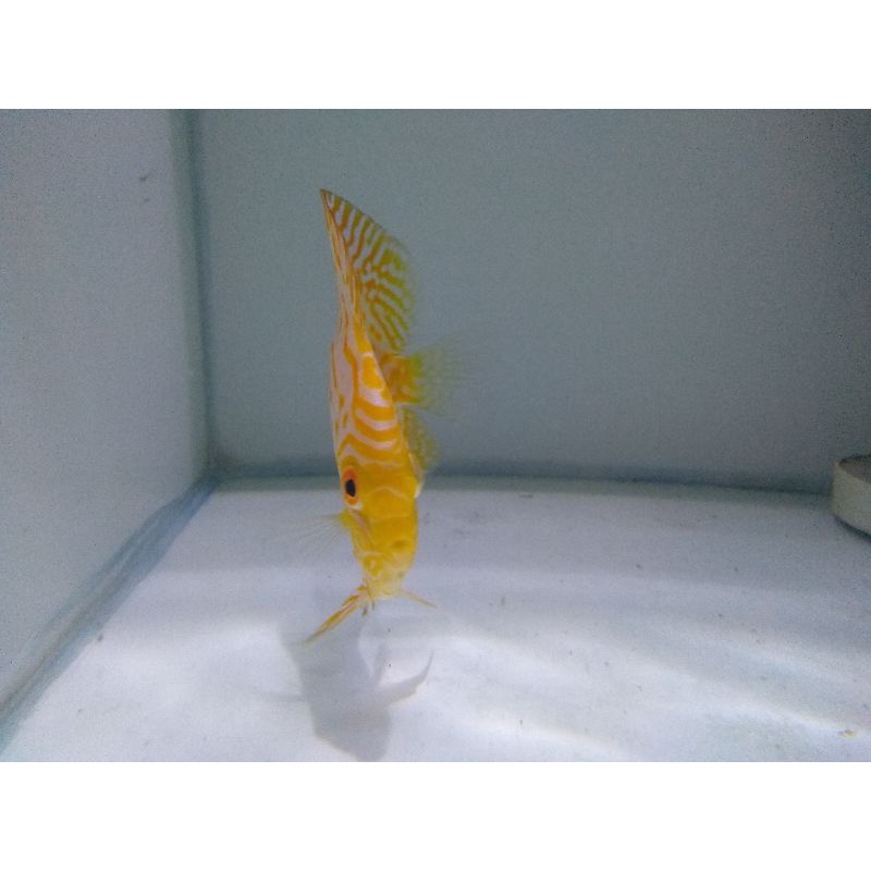 Discus White Pigeon 3,5 inchi