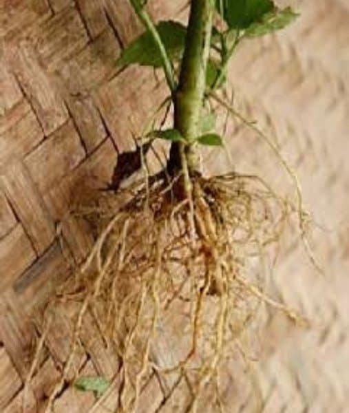 

Akar Bandotan Segar 1000gram - GRATIS daun bandotan segar