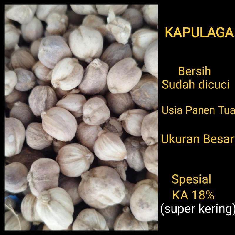

Kapulaga kering 100gr kapulogo 100 gram