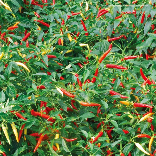 Benih Cabai Rawit DEWATA 43 F1 - Cap Panah Merah - Urban Farming