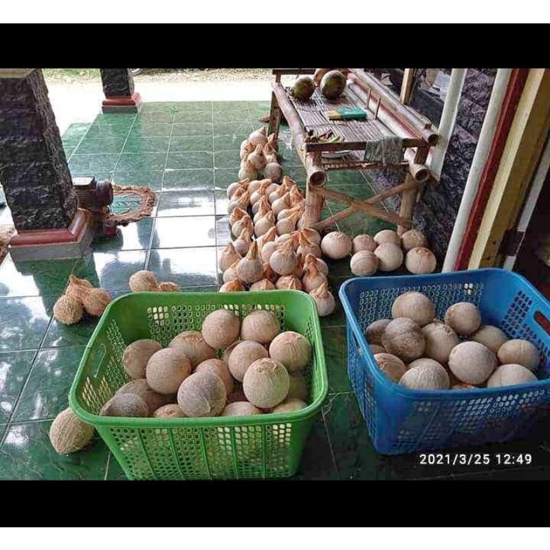 

buah kelapa kopyor segar tebal isi banyak grade A super asli Pati