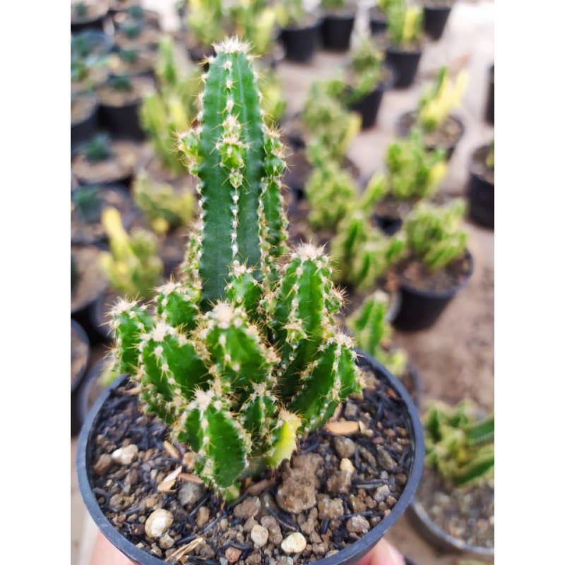 Euphorbia candi varigata