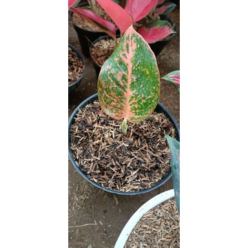 AGLONEMA BABY STARDUST ORANGE