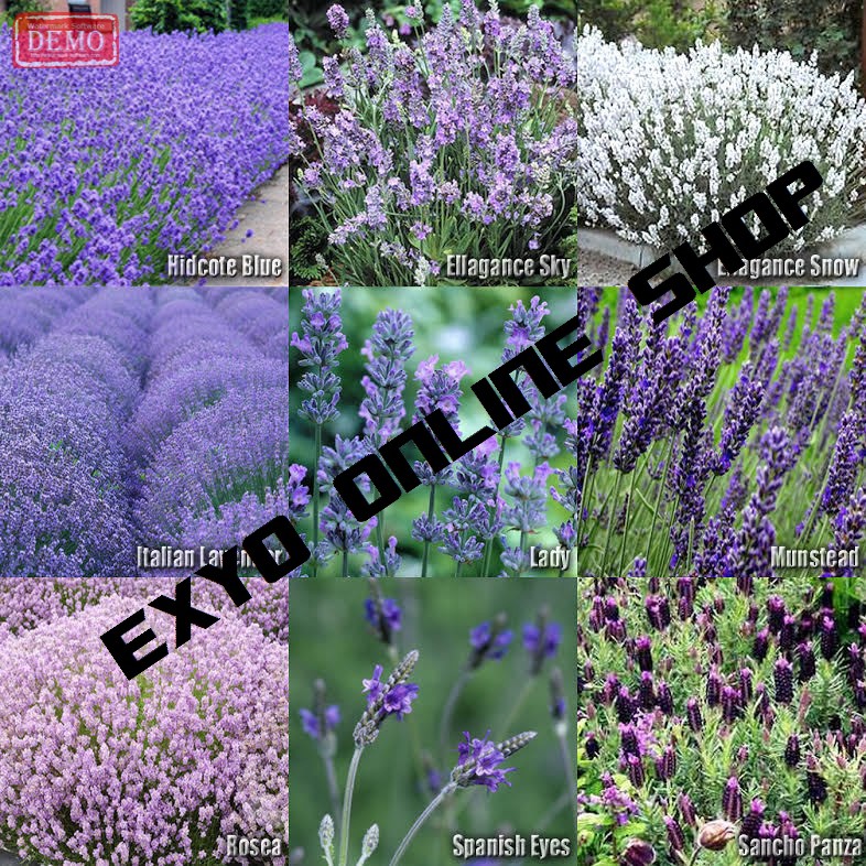 Isi 30 Butir Benih Bunga Lavender Campur 9 Jenis Import UK 