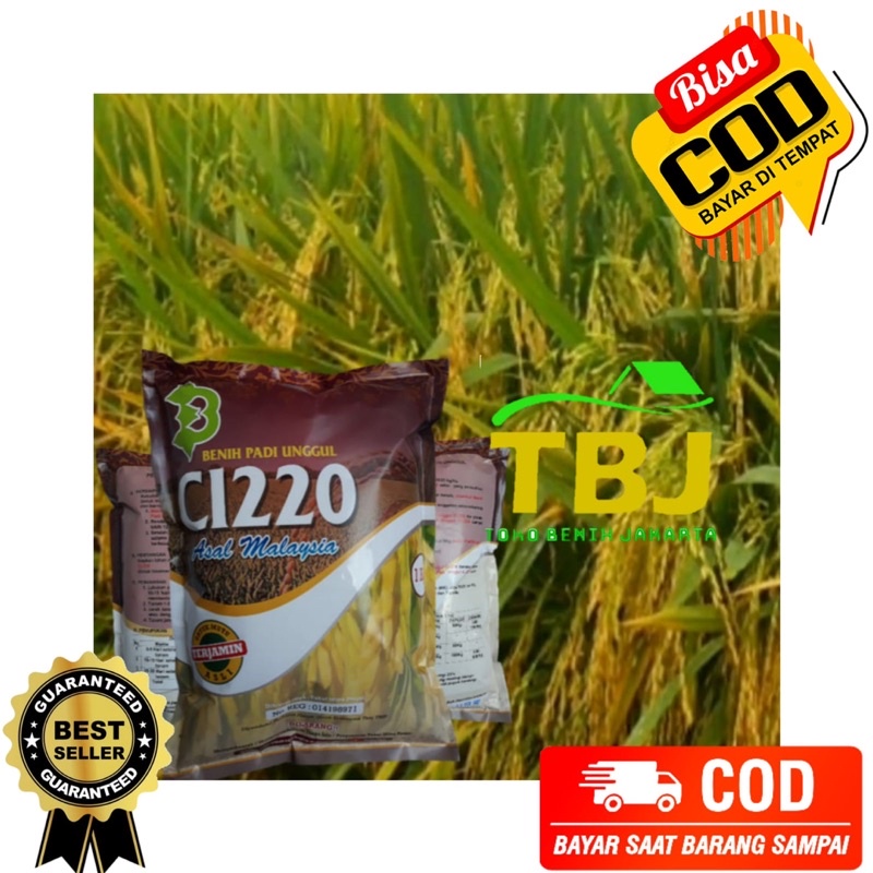 Benih Bibit Padi CL220 Lokal Unggul Malaysia