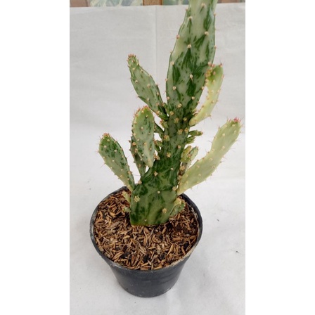 opuntia monacantha variegata