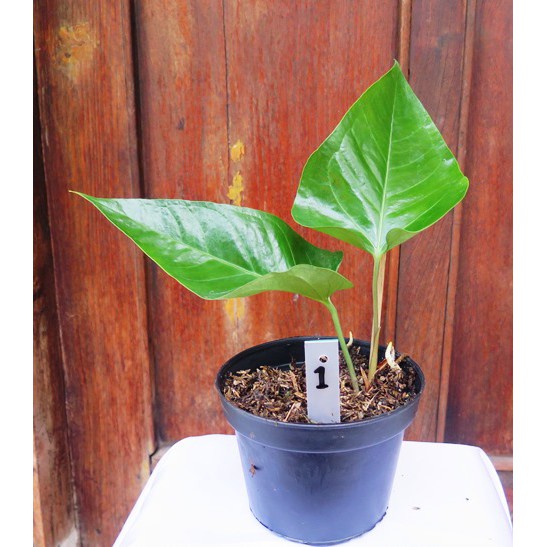 Anthurium Hookeri (anakan)