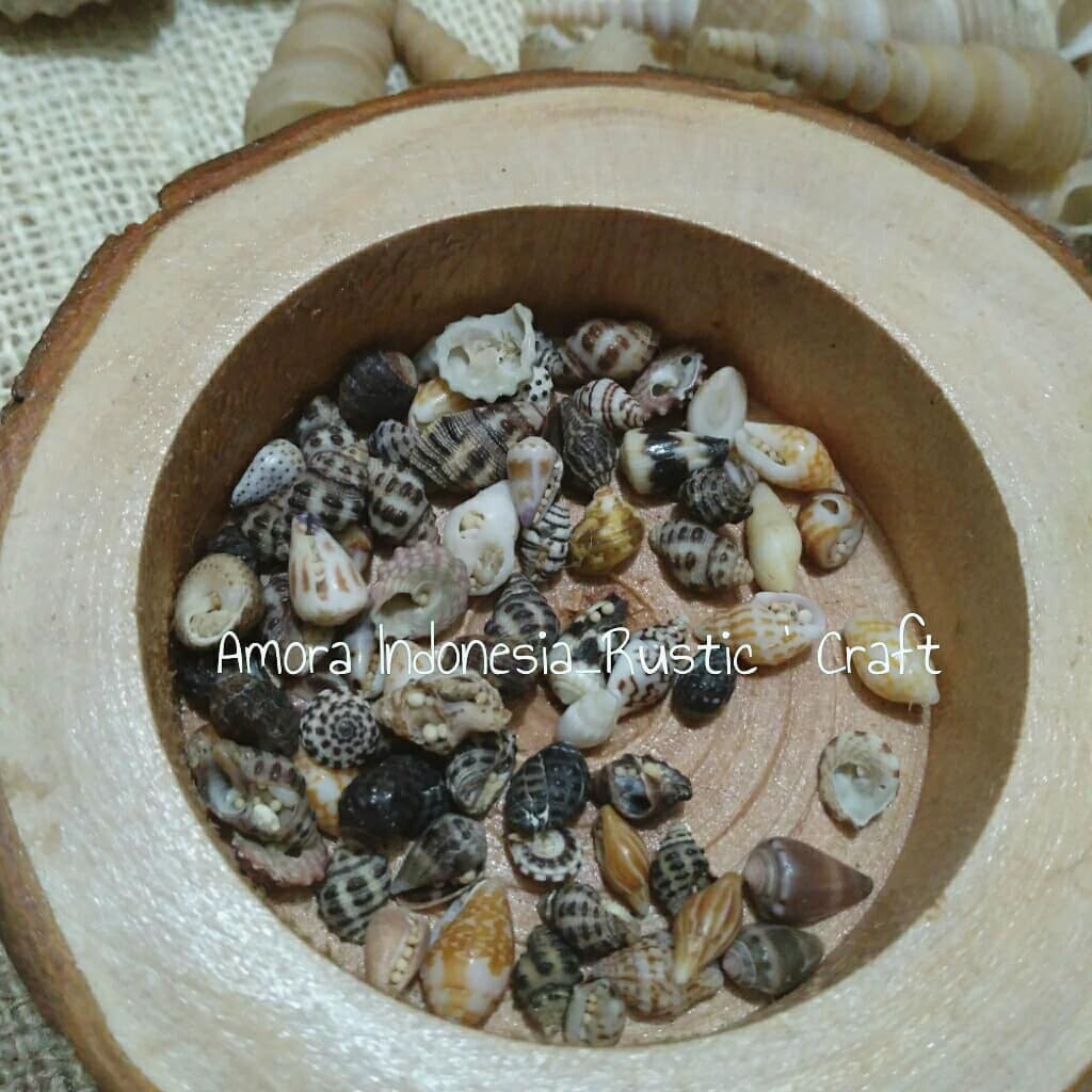 

Kerang Kerikil