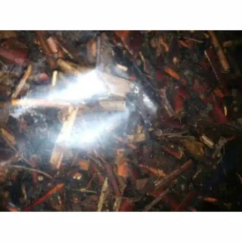 

skam kualitas terbaik berat 500g