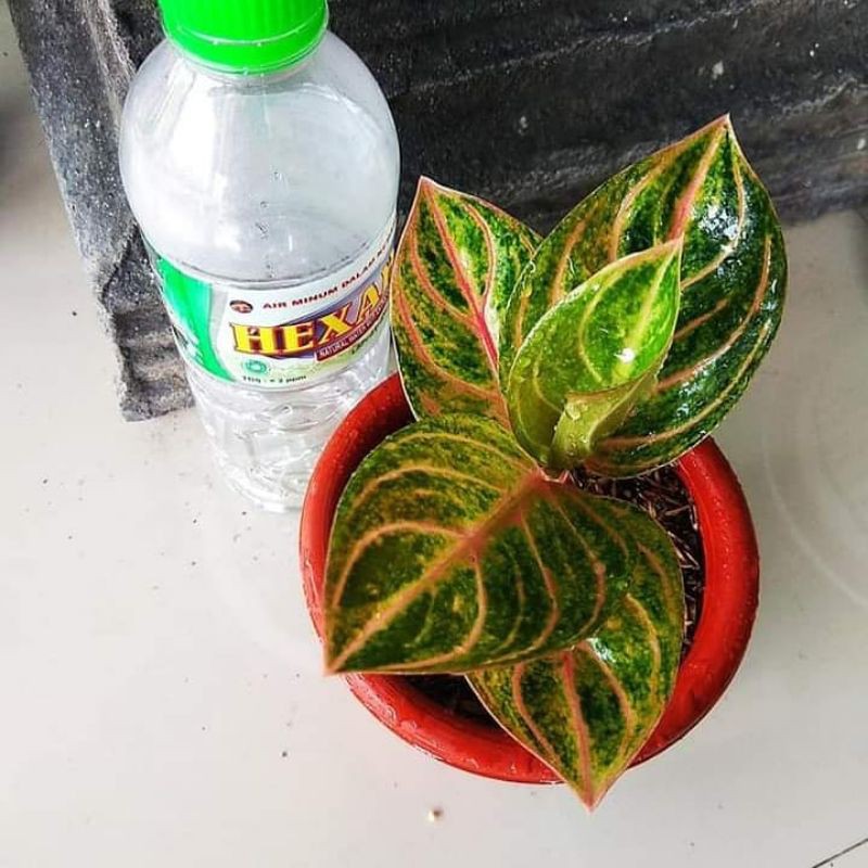 bonggolan aglonema reanita+rinjani