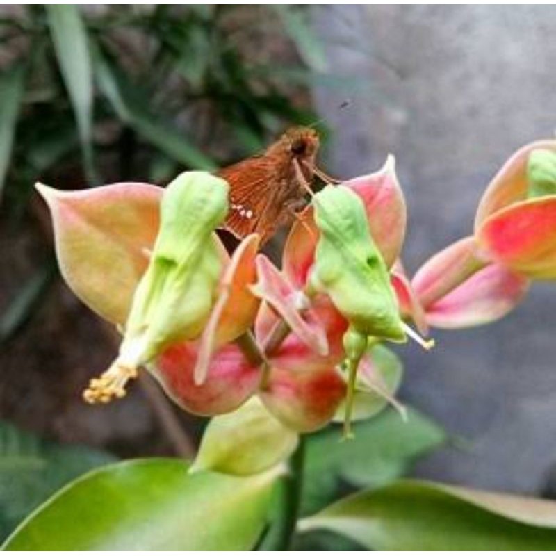 tanaman bunga cucak rowo