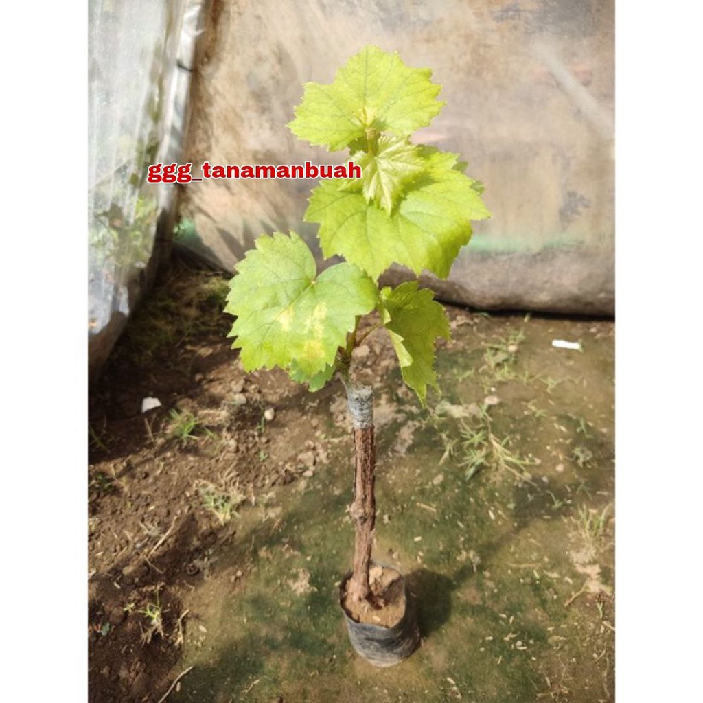 Bibit Anggur Import Heliodor Asli Super Grafting