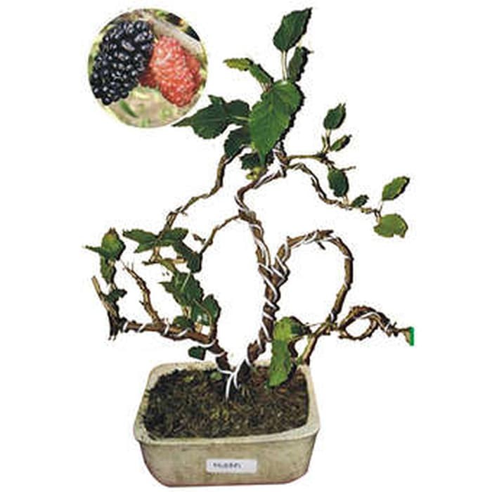 Bunga Jadi.. Bibit Bonsai Murbey - bukan benih, harga termurah.