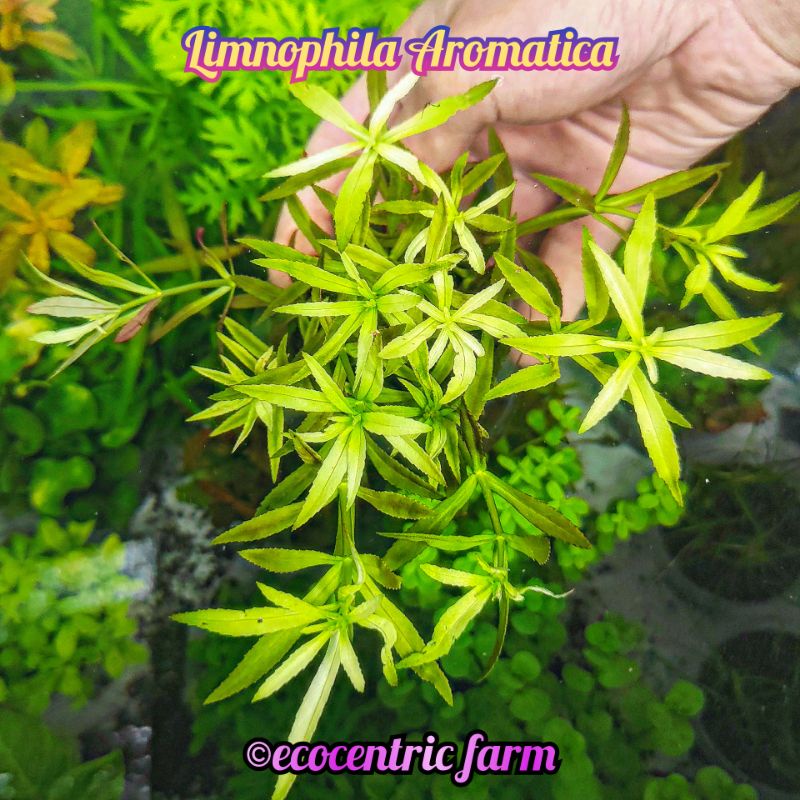Tanaman Aquascape Limnophila Aromatica