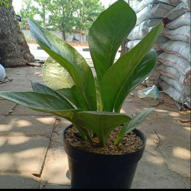 Tanaman hias antarium jemani mangkok tanaman hias sudah besar daun rimbun