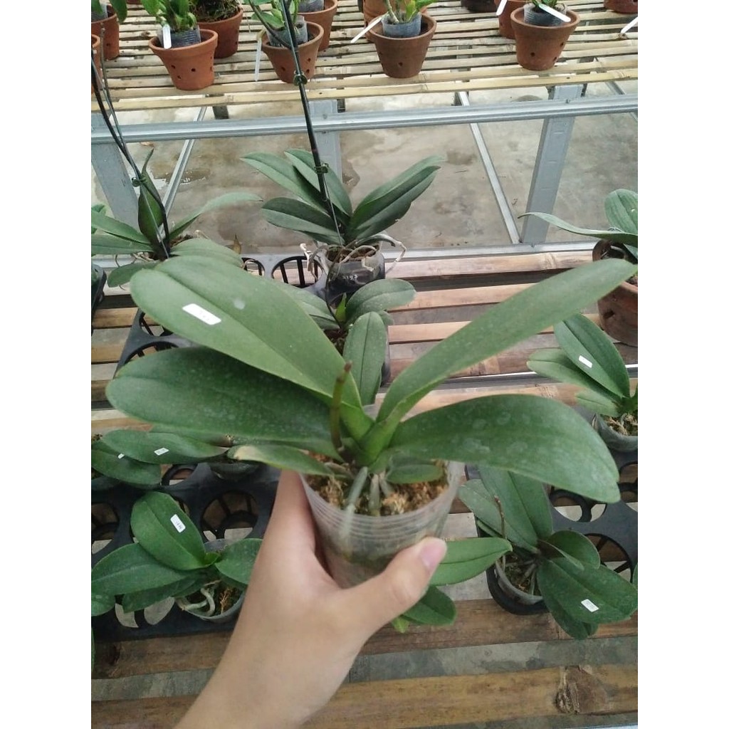 ANGGREK BULAN MINI SPIKE BER ID PHALAENOPSIS SPIKE